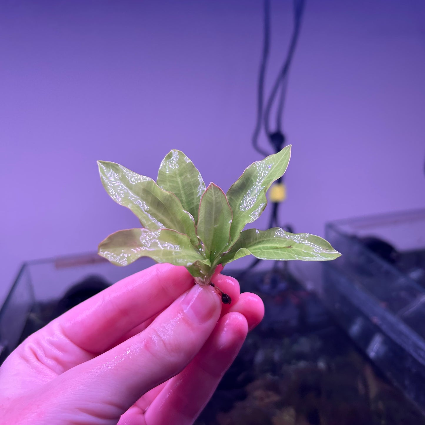 Echinodorus Major / Martii ★