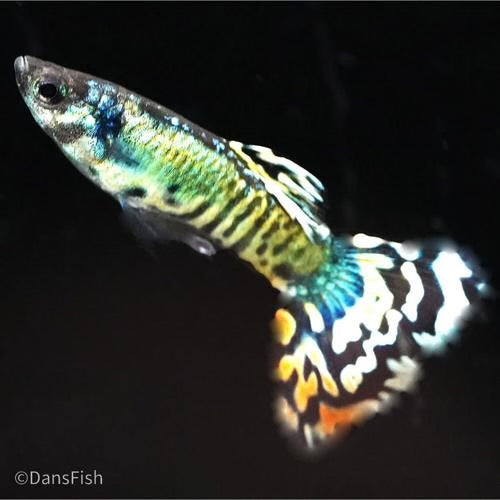 Platinum Yellow Tiger Guppy Pair 3cm