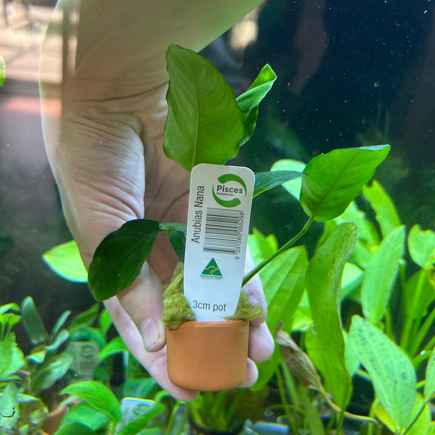 Anubias Barteri ‘Nana’ Potted 3cm Terracotta Pot - Aquarium Fish Tank Aquatic Plan
