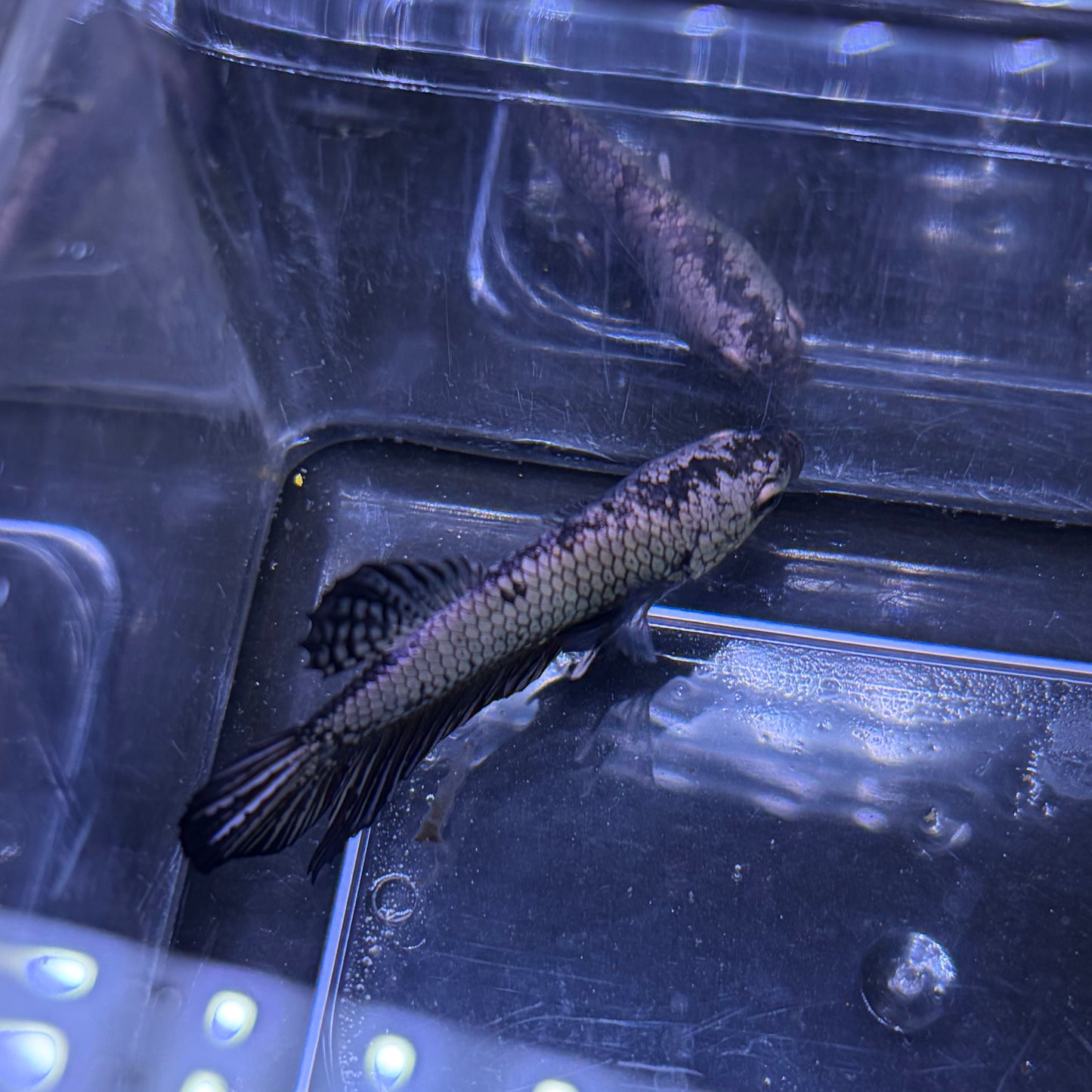 Samurai Betta 3.5cm Male (Example Only)