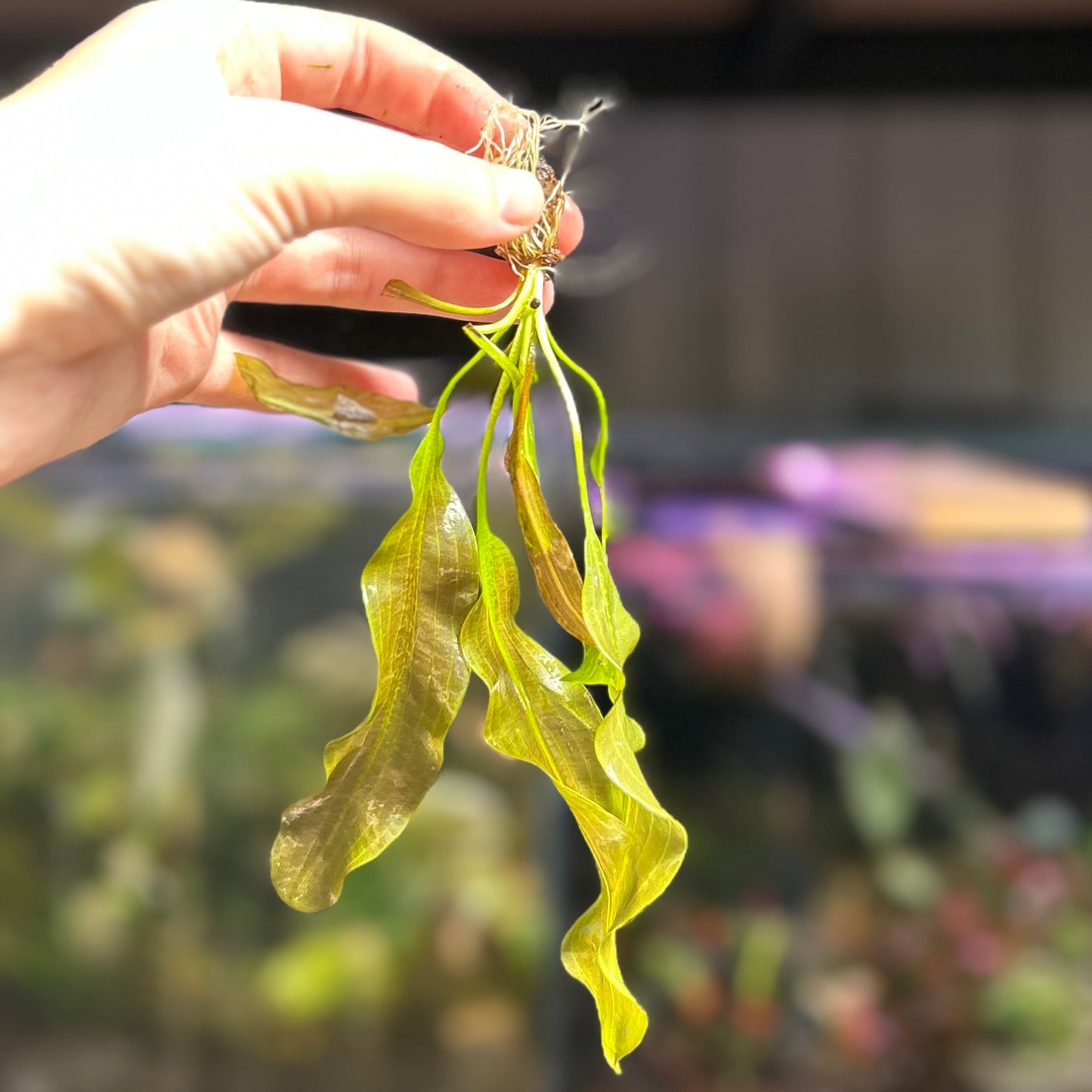 Aponogeton Ulvaceus - RARE