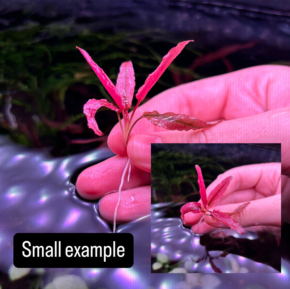 Crypt Wendtii Pink Flamingo / Panther - Aquarium Aquatic Fish Tank Plant