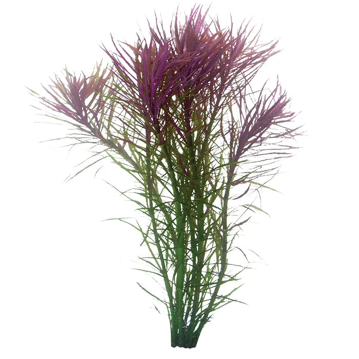 Pogostemon Stellata Fine Leaf