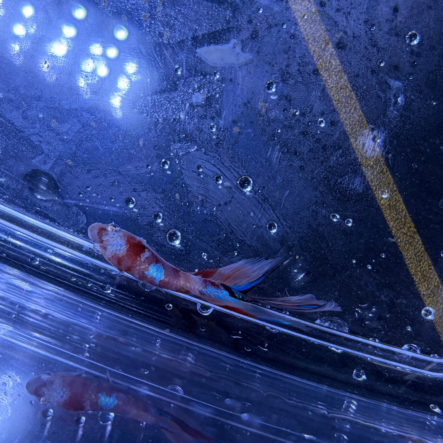 Halfmoon Multicolour/Koi Male Betta 3.5cm (L)