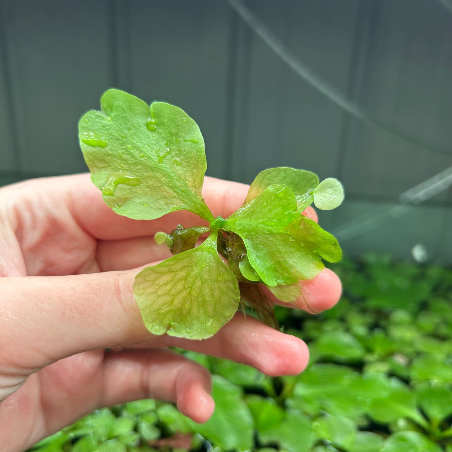 Floating Antler Fern ‘Ceratopteris pteridoides Small ★