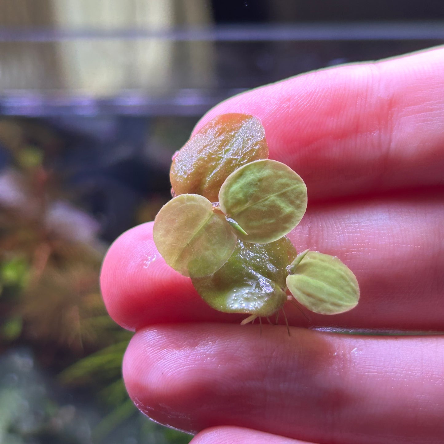 Red Root Floaters ‘Phyllanthus Fluitans’ - Aquatic Floating Plant Aquarium Pond