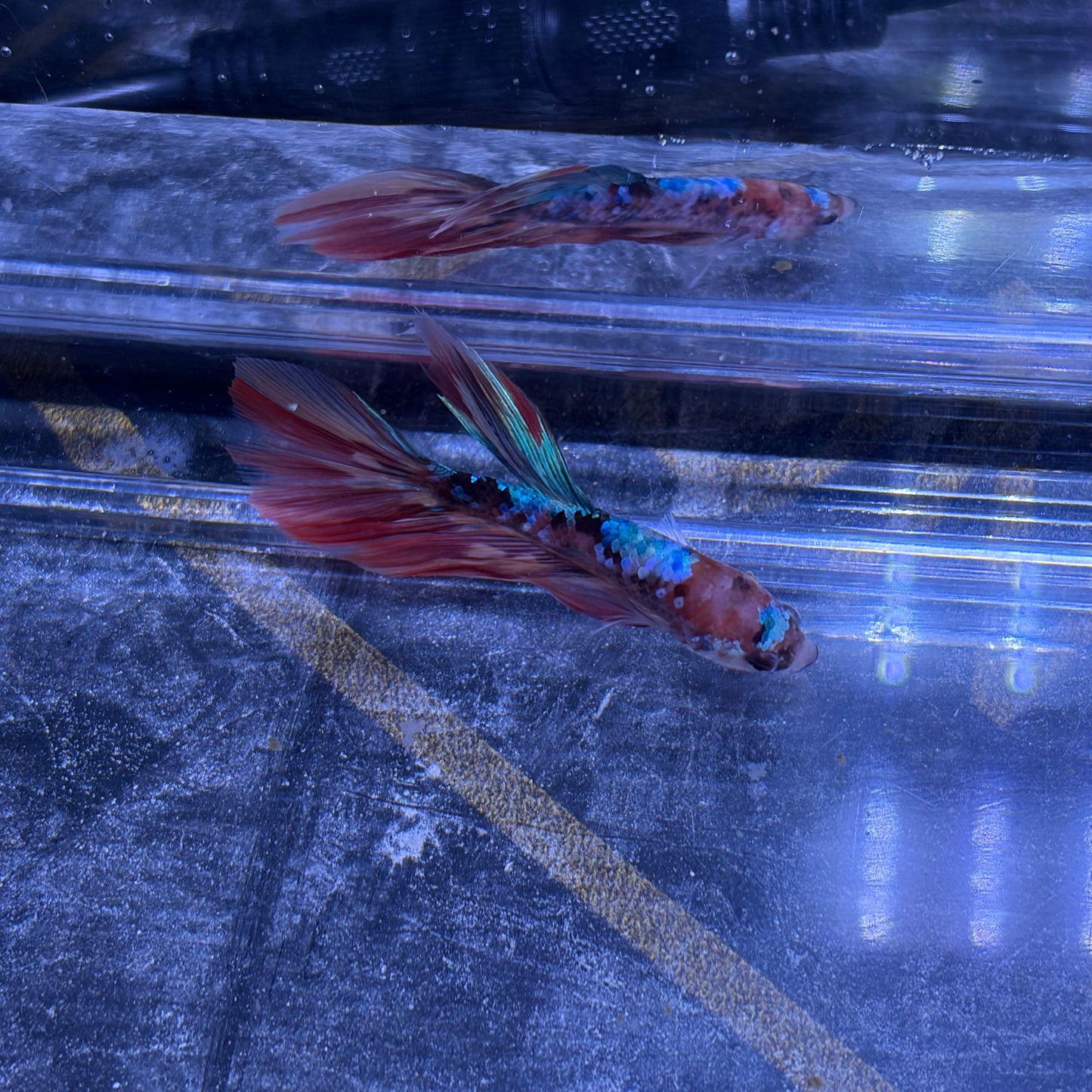Halfmoon Multicolour/Koi Male Betta 3.5cm (A)