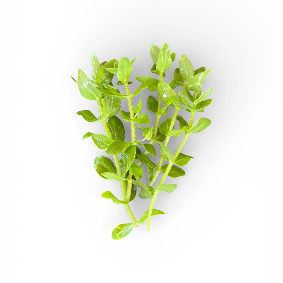 Bacopa serpyllifolia Trade Name B. Japan