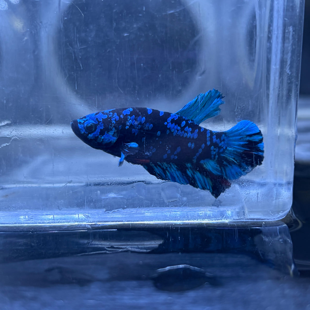Blue Avatar Male Betta 3.5cm (C)