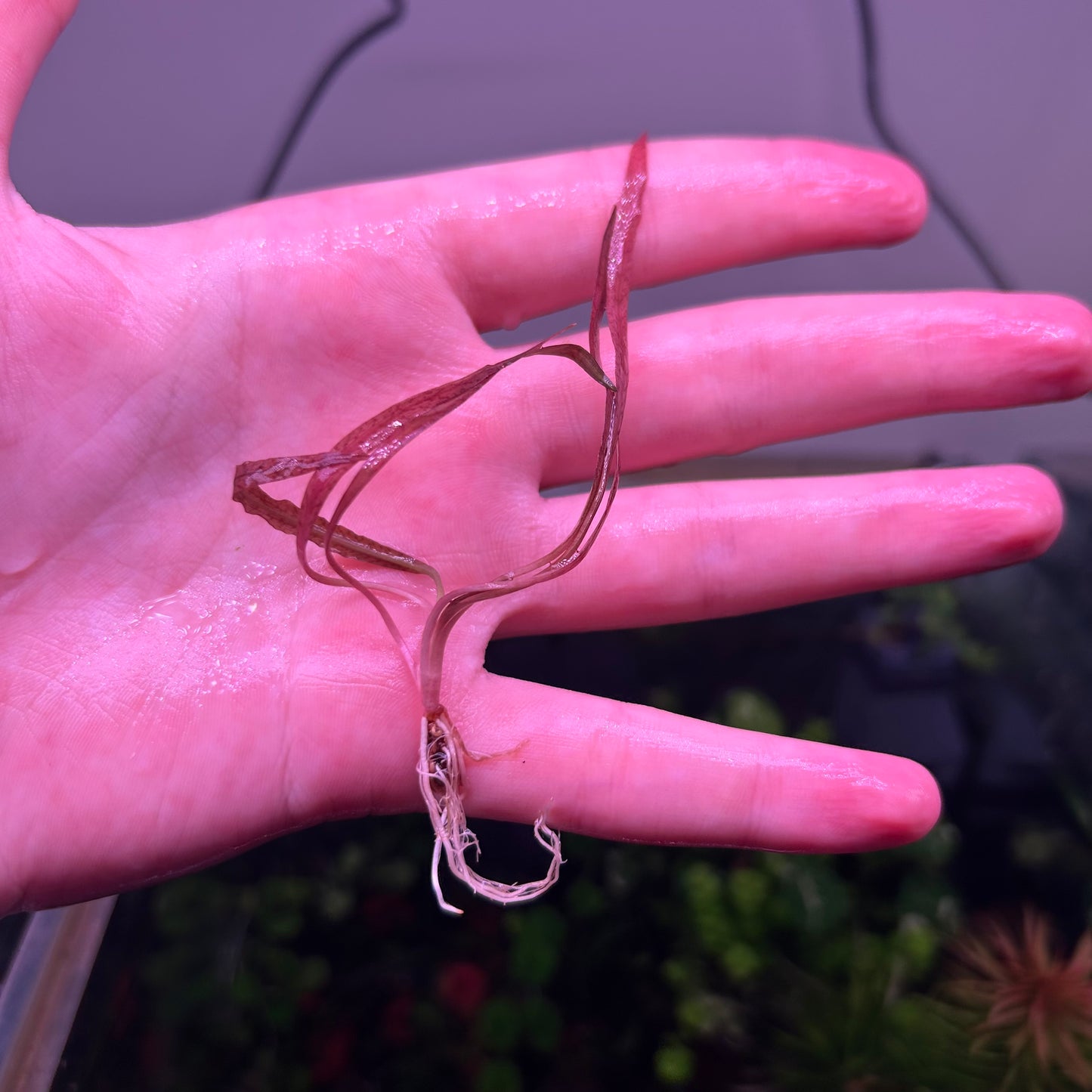 Crypt Spiralis Tiger 5cm★