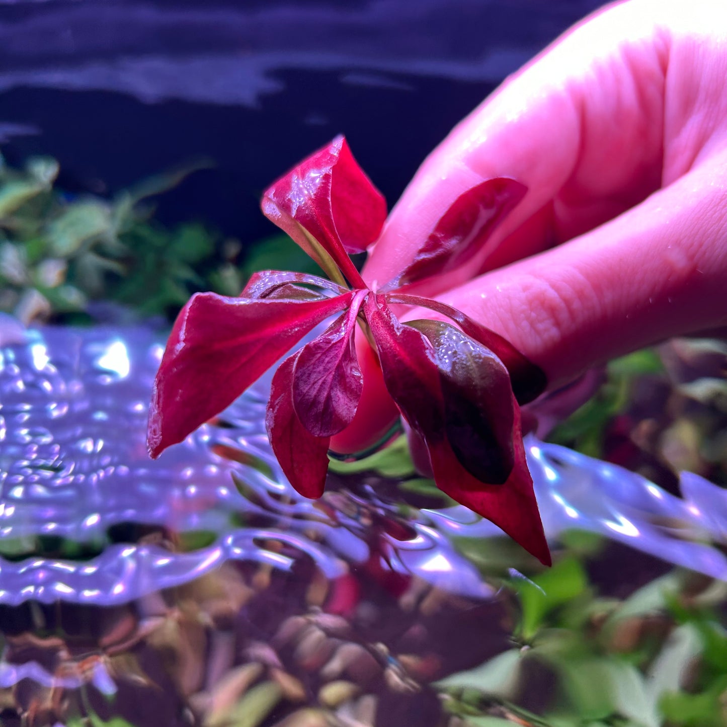 Red Lysimachia Parvifolia formerly Samolus Parviflorus - Aquarium Fish Tank Aquatic Plant