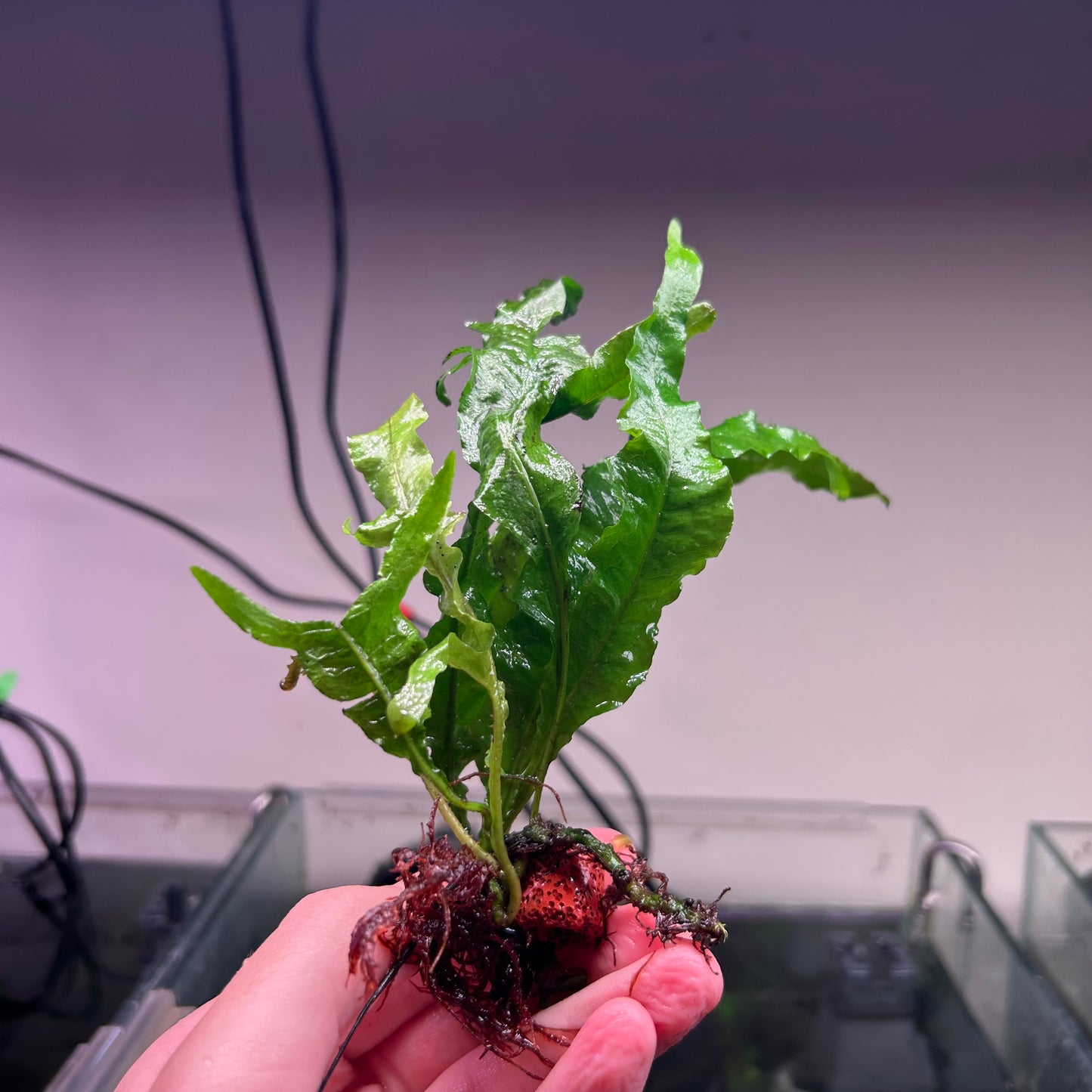 Java Fern Tropica - Rare ★