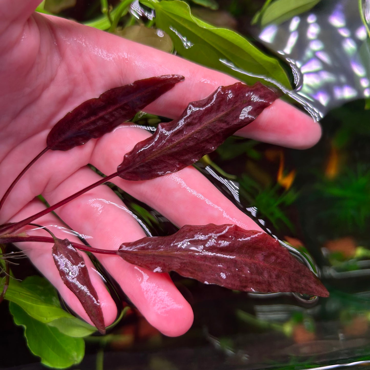 Crypt Affins Metallic Red ★