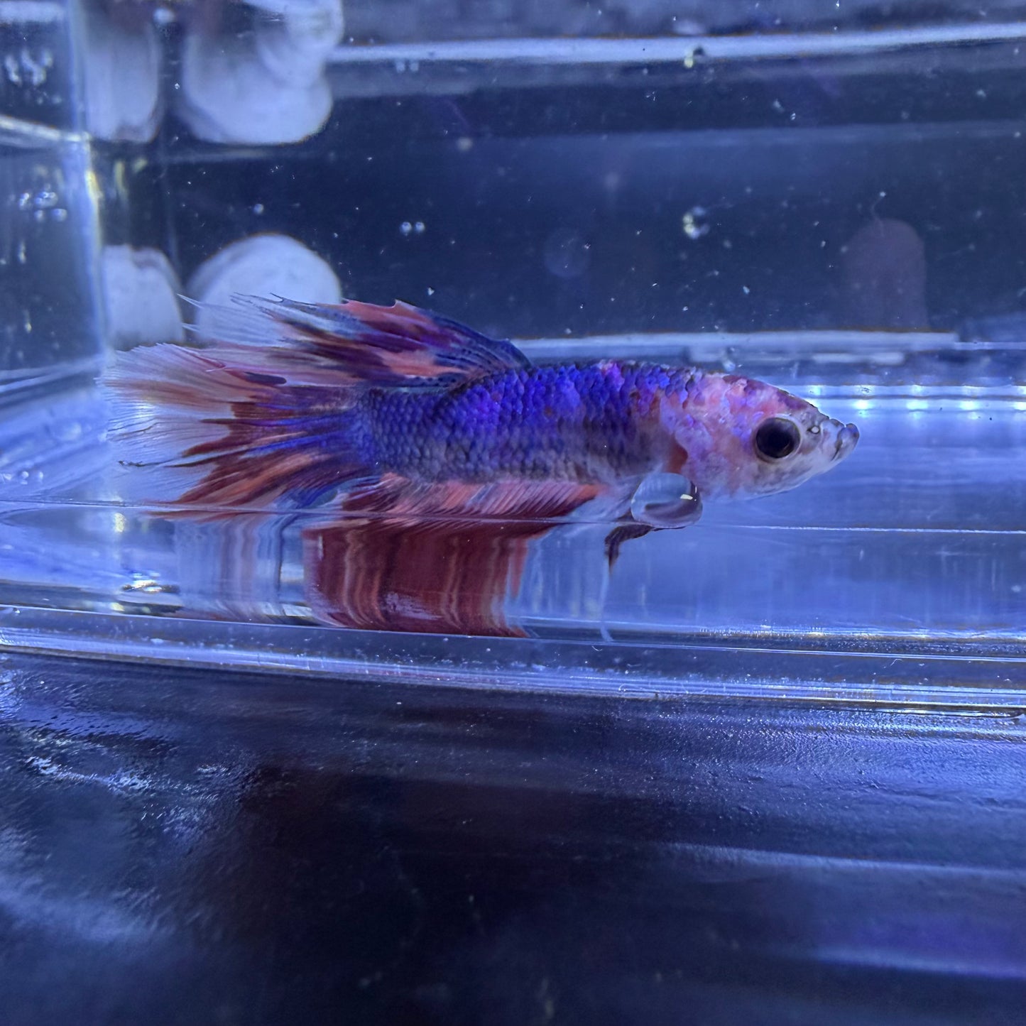 Halfmoon Multicolour/Koi Male Betta 3.5cm (E)