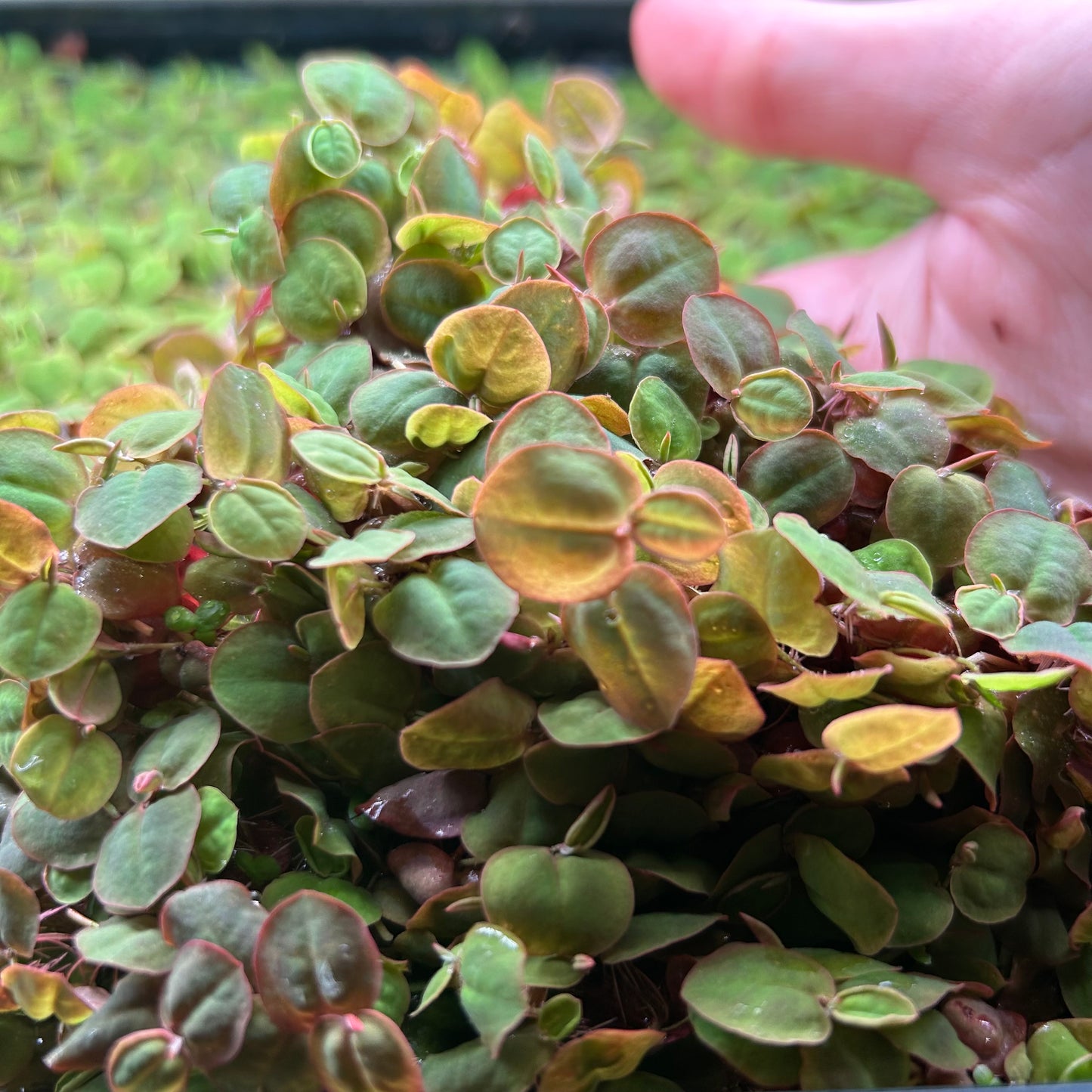 Red Root Floaters ‘Phyllanthus Fluitans’ - Aquatic Floating Plant Aquarium Pond