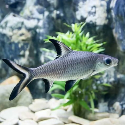 Silver Shark 6.5cm (Group of 5)