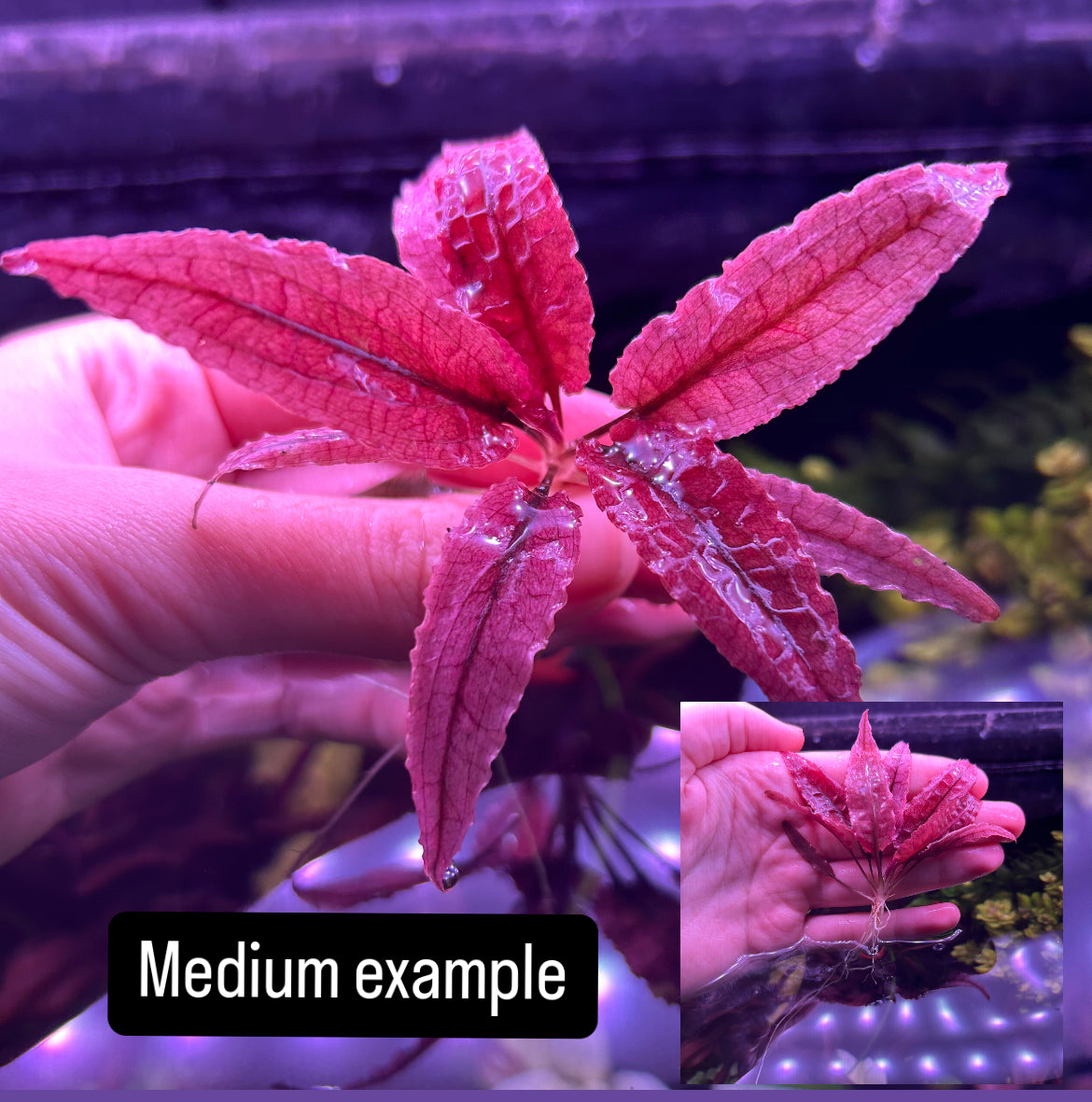 Crypt Wendtii Pink Flamingo / Panther - Aquarium Aquatic Fish Tank Plant