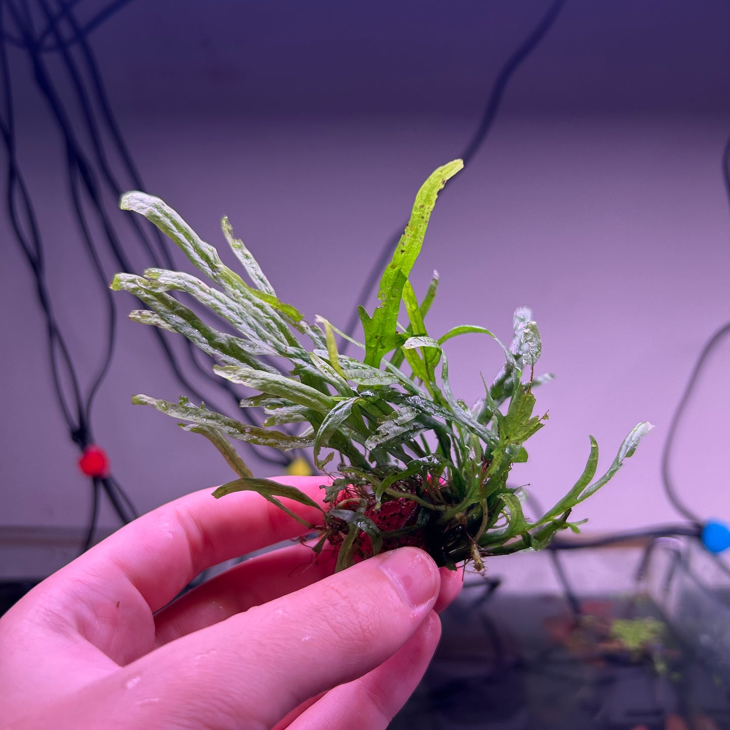 Trident Java Fern ★