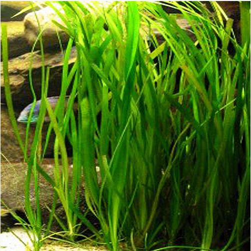 Vallisneria narrow