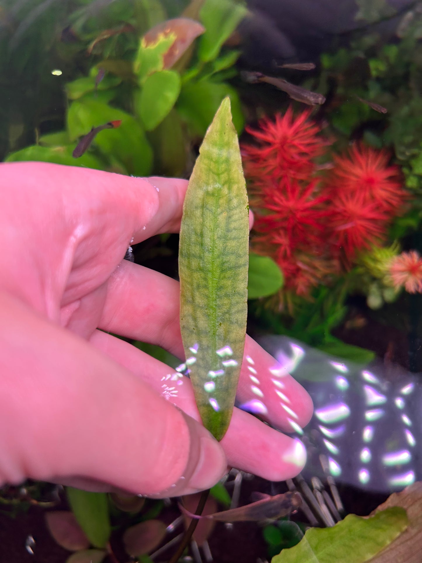 Lagenandra cherupuzhica - RARE ★