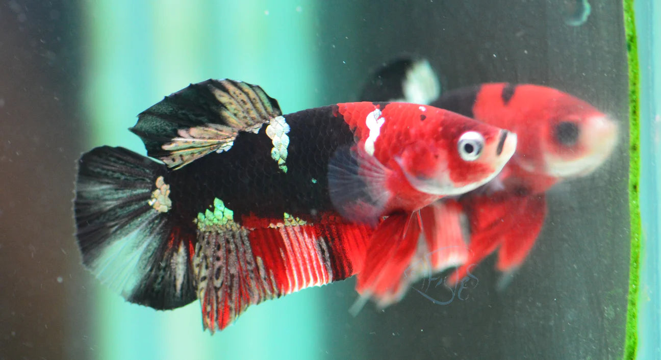 Ironman Halfmoon Plakat Male Betta 3-4cm