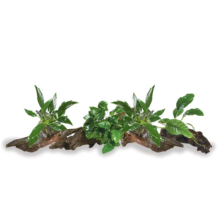 Mini Driftwood Anubias - Assorted 4 Pack