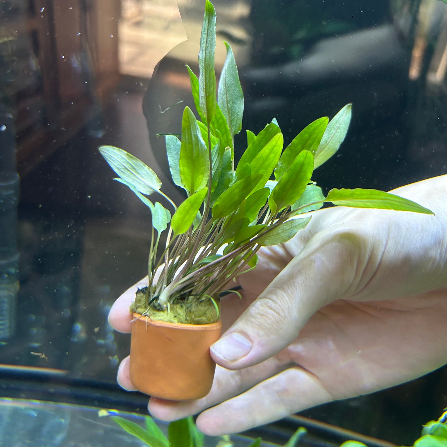 Assorted Cryptocoryne Potted 3cm Terracotta Pot ★