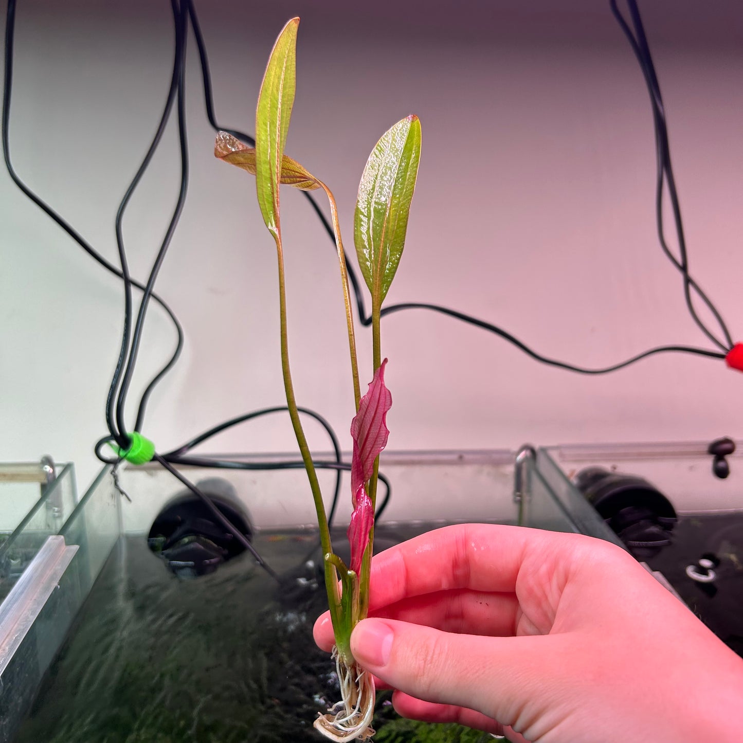 Echinodorus Pink Miracle - RARE