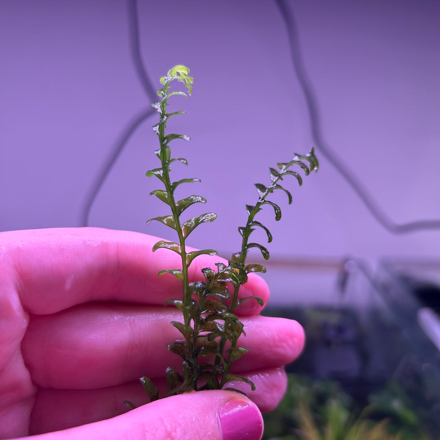 Hymenasplenium obscurum
formerly Crepidomanes auriculatum★ Sizes Vary 5-10cm