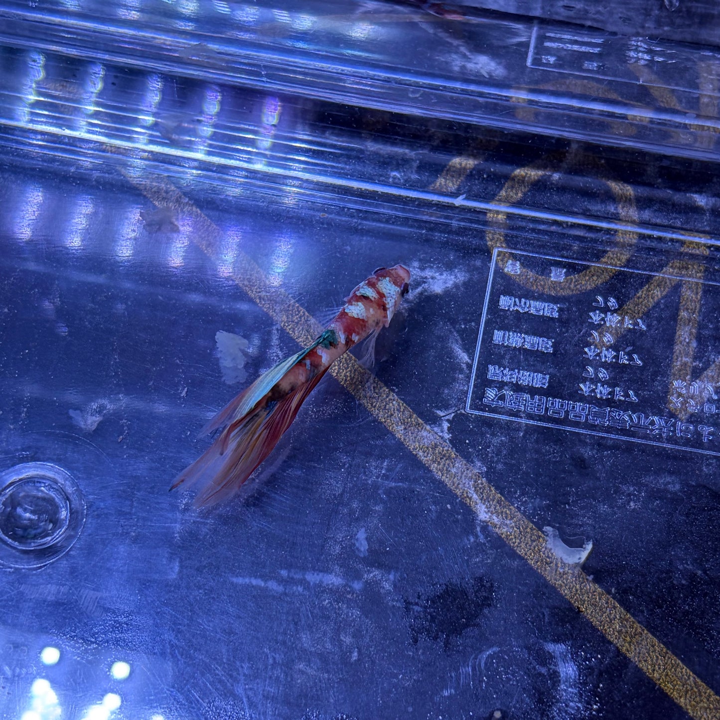 Halfmoon Multicolour/Koi Male Betta 3.5cm (J)