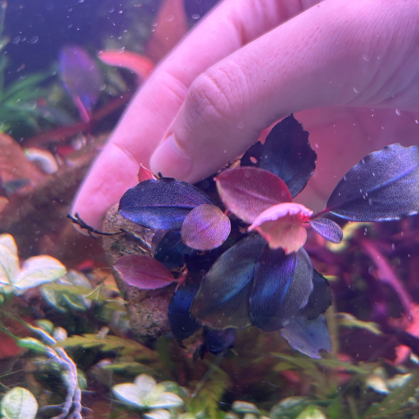 Bucephalandra Pandora Queen Heartleaf 2017 3-4+ Leaf Cut