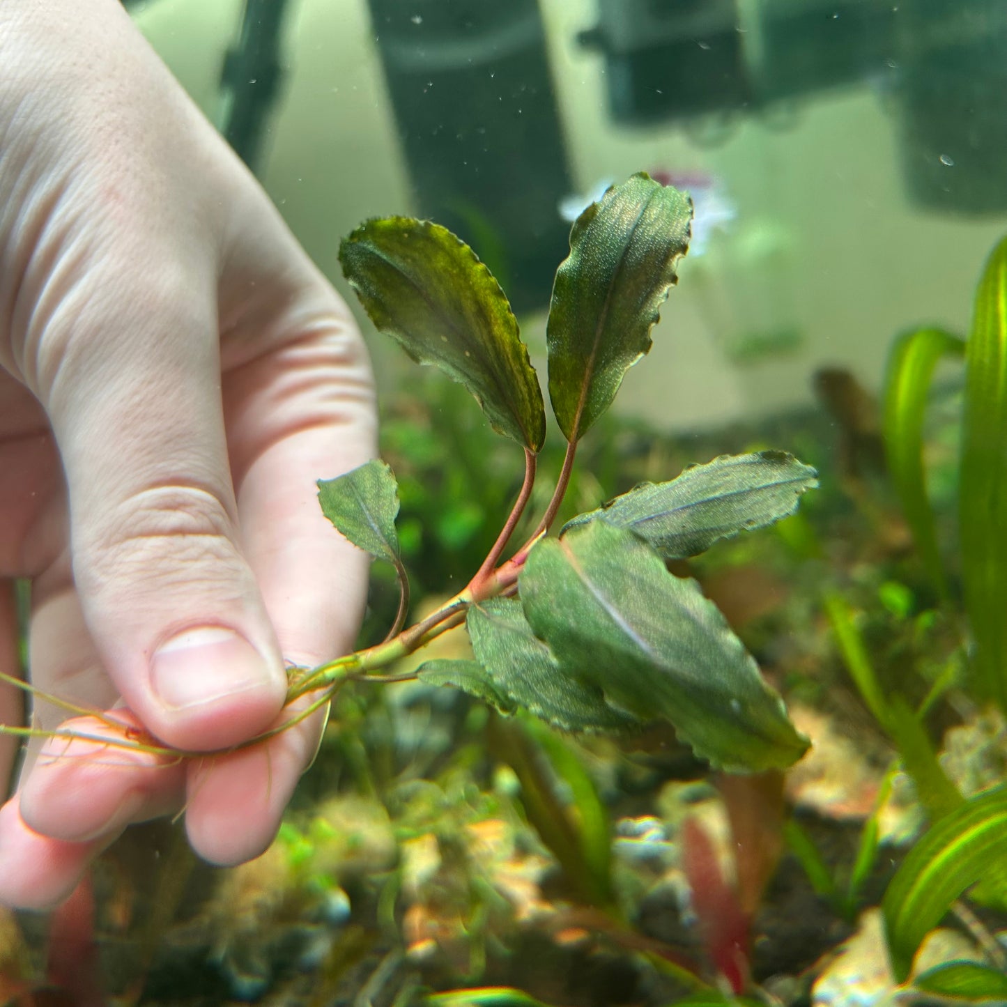 Bucephalandra Wavy Green - Submersed grown 4-5+ leaf cutting