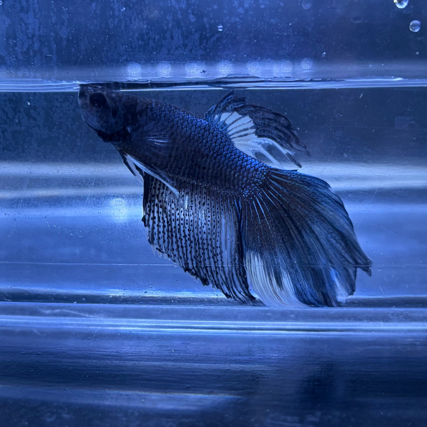 Super Delta Tail Male Betta 3.5cm (G)