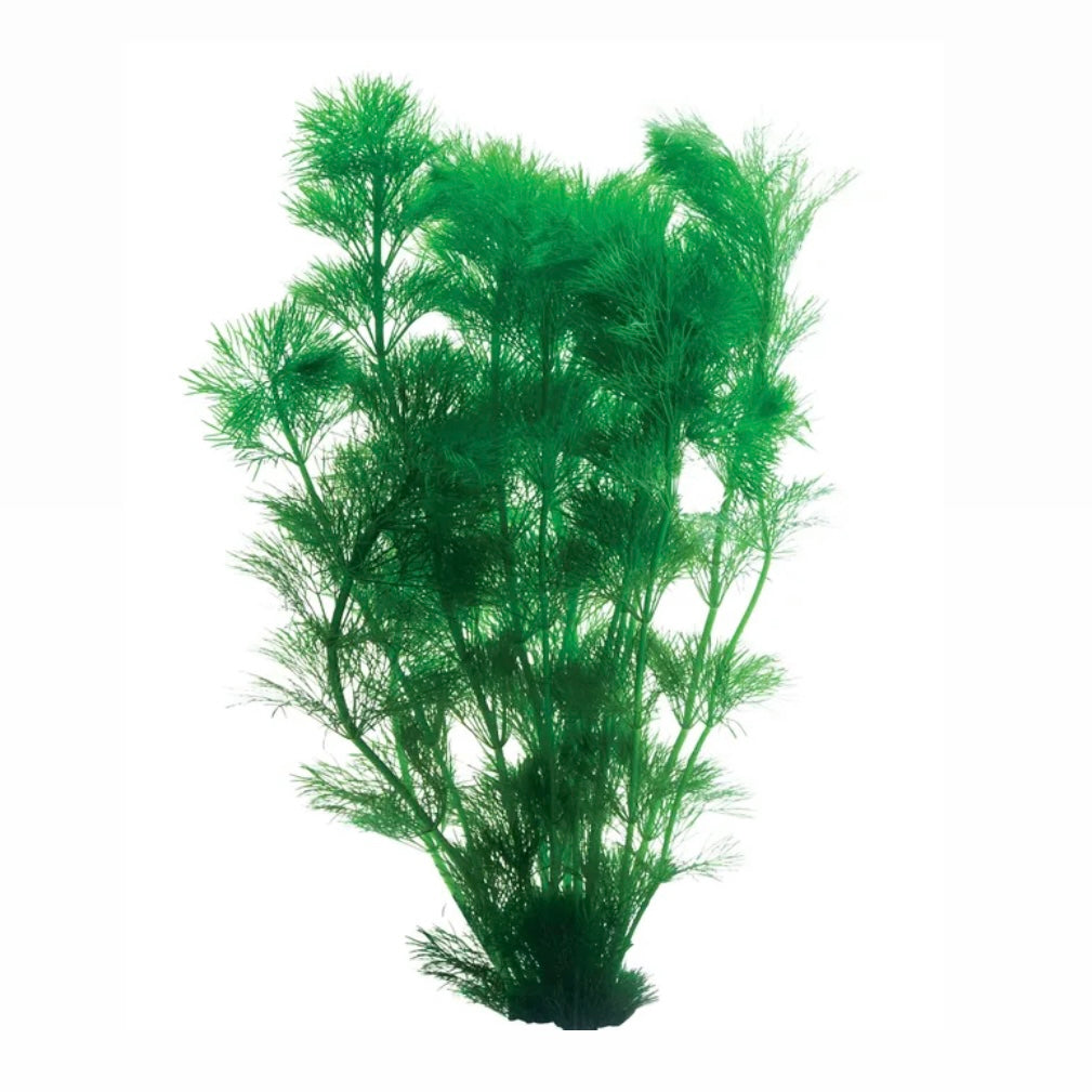 Ambulia Limnophila sessiliflora