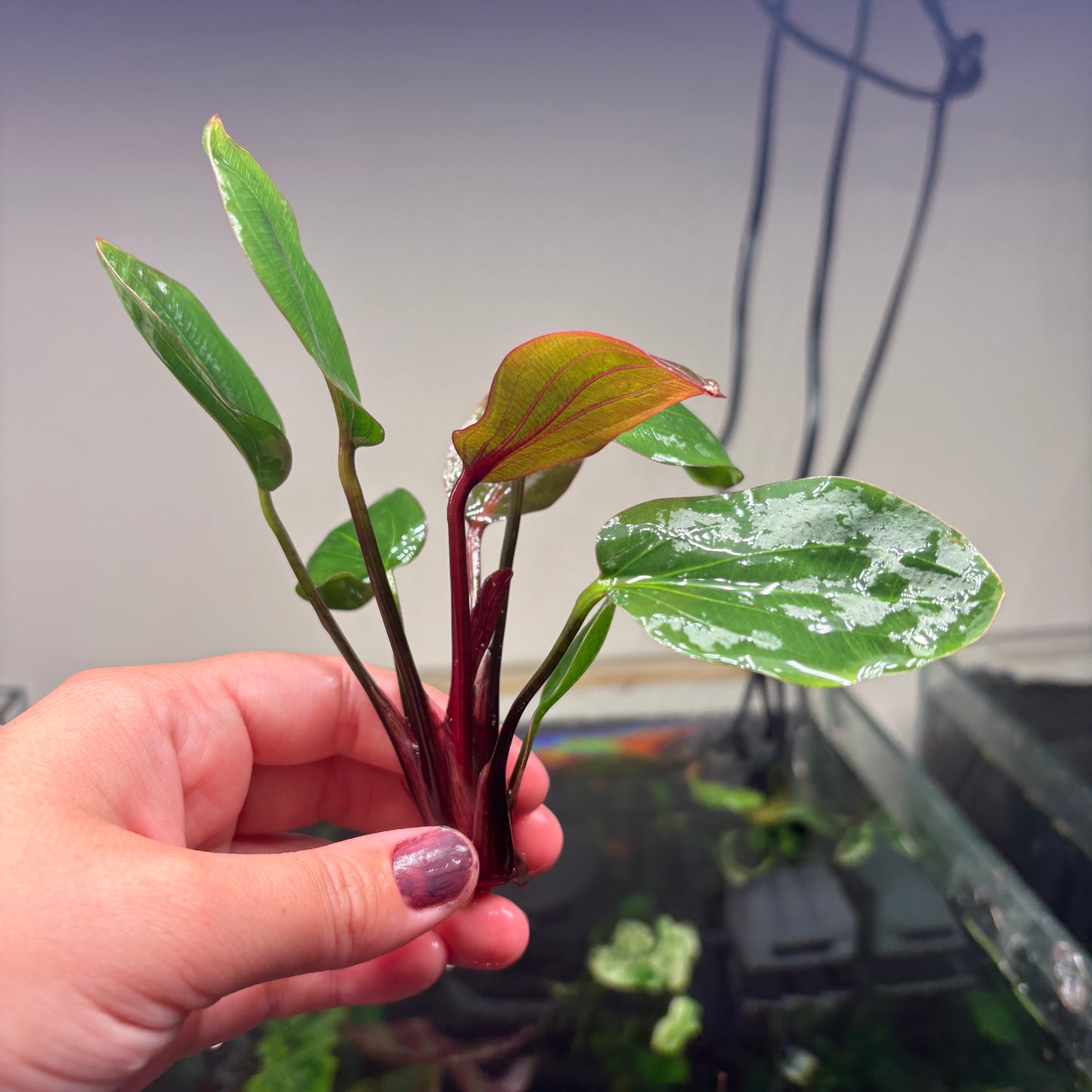 Echinodorus ‘Big Bear’ Special