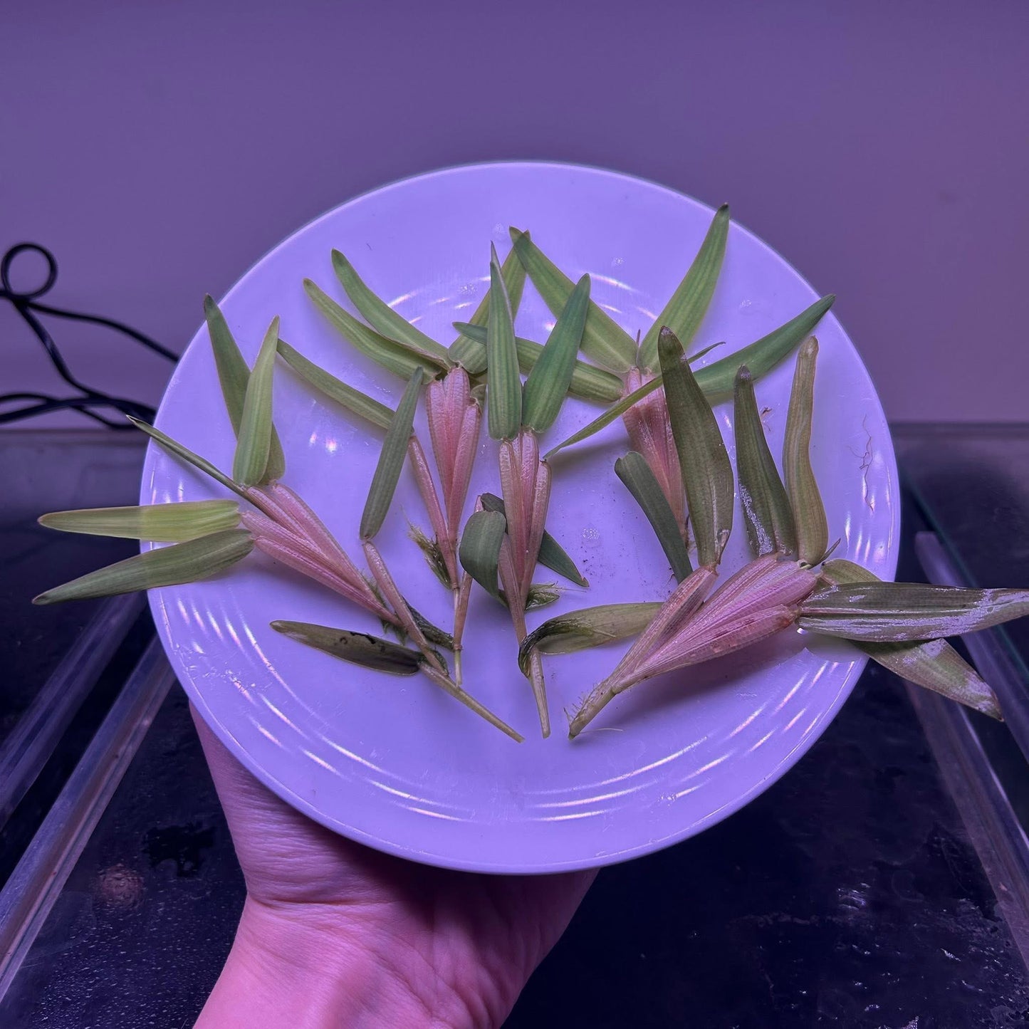 Floating Bamboo ‘Hygroryza aristate’ Aquarium Fish Tank Aquatic Plant