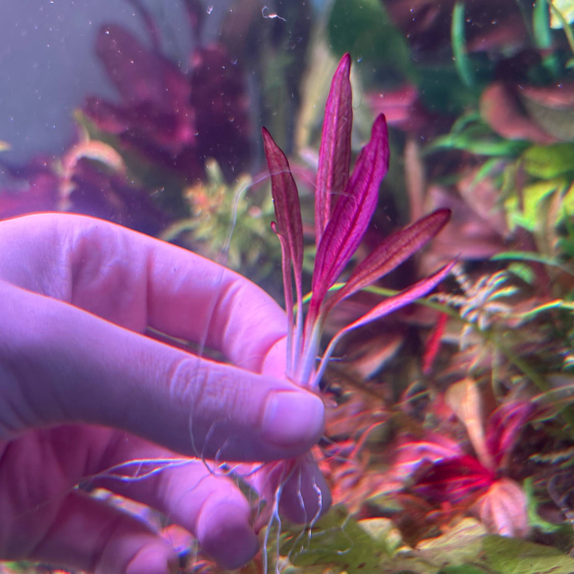 Echinodorus Pink Miracle - RARE