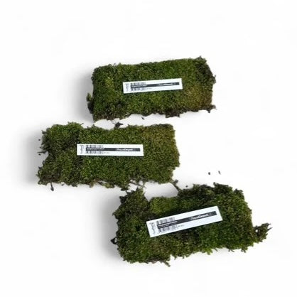 Plagiomnium Moss “Terrarium moss” tub