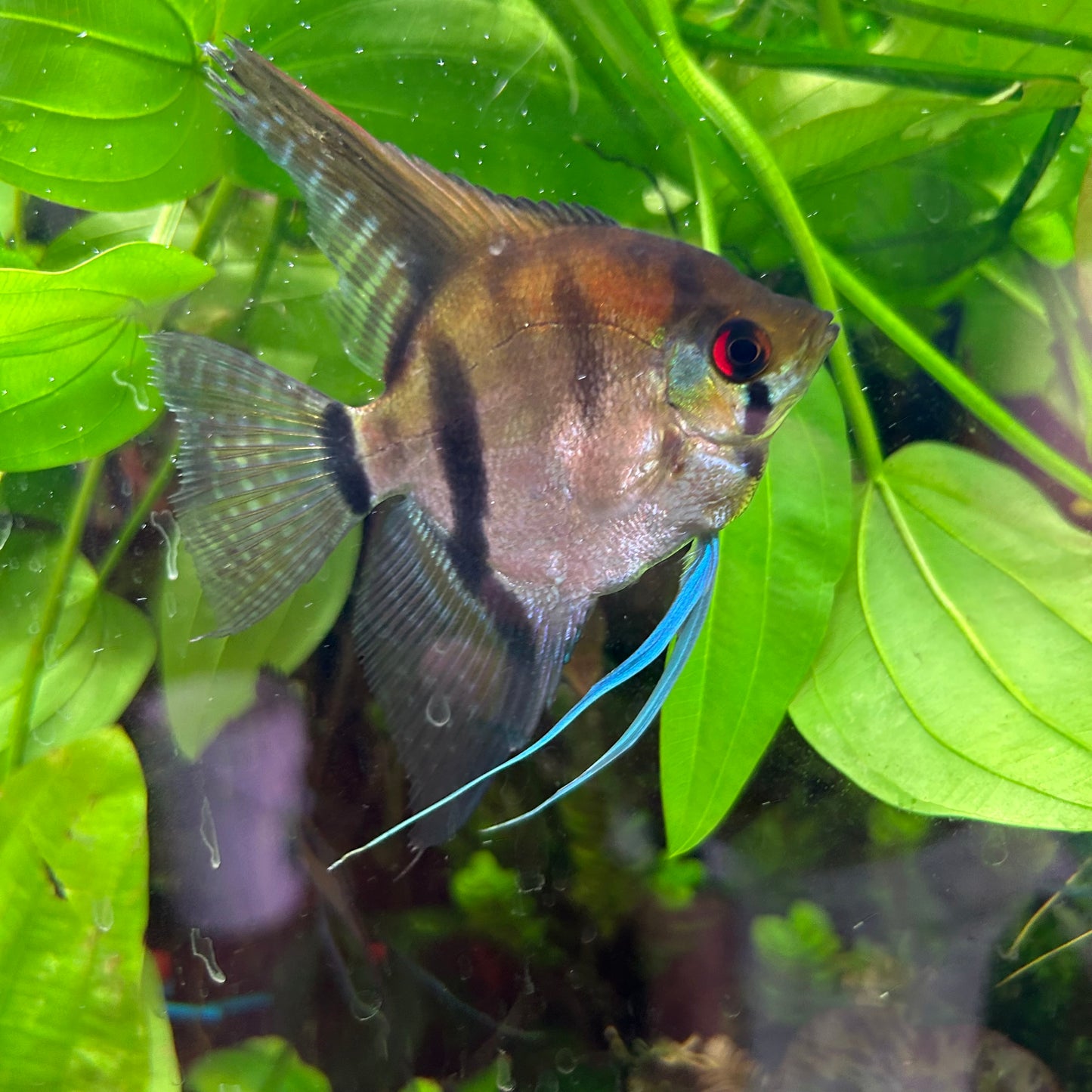 Assorted Angelfish Pterophyllum scalare 7-8cm