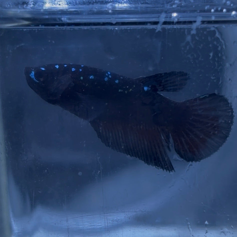Halfmoon Avatar Betta Pair (C)