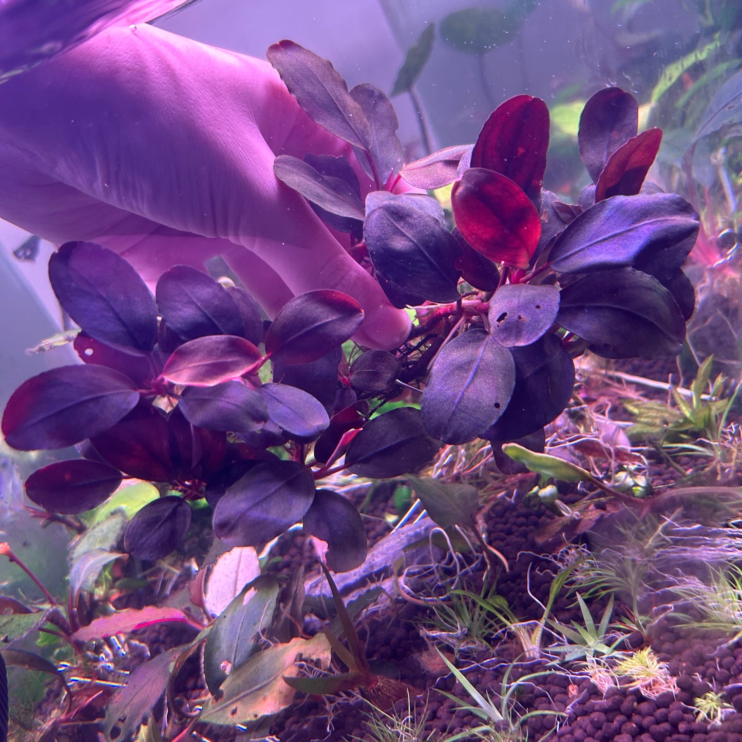 Bucephalandra Bloodmoon 3-4+ leaf cutting submersed grown aquarium fish tank plant
