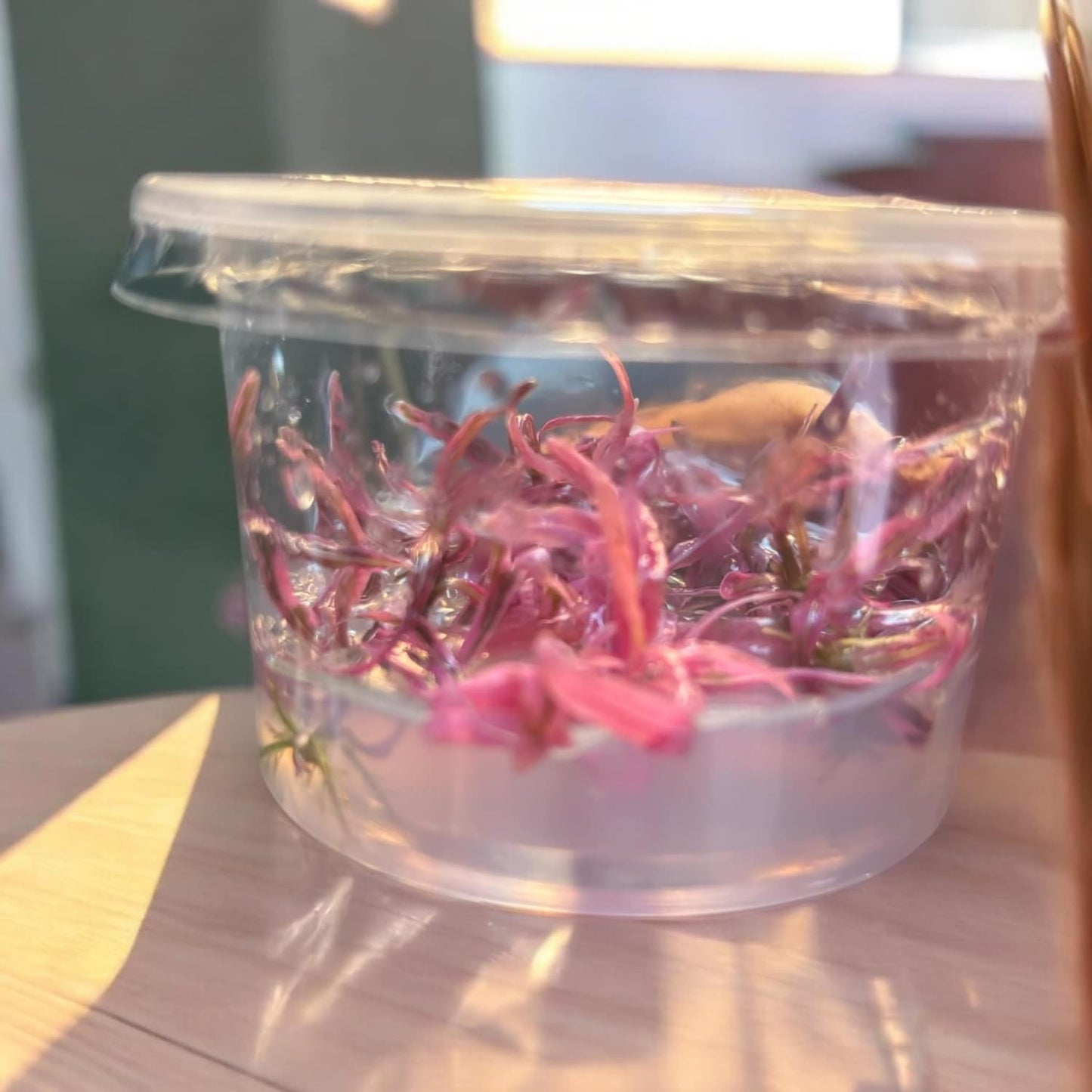 Hygrophila Sp Chai - Tissue Culture