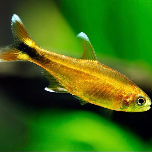 Silver Tip Tetra 3cm (Group of 10)