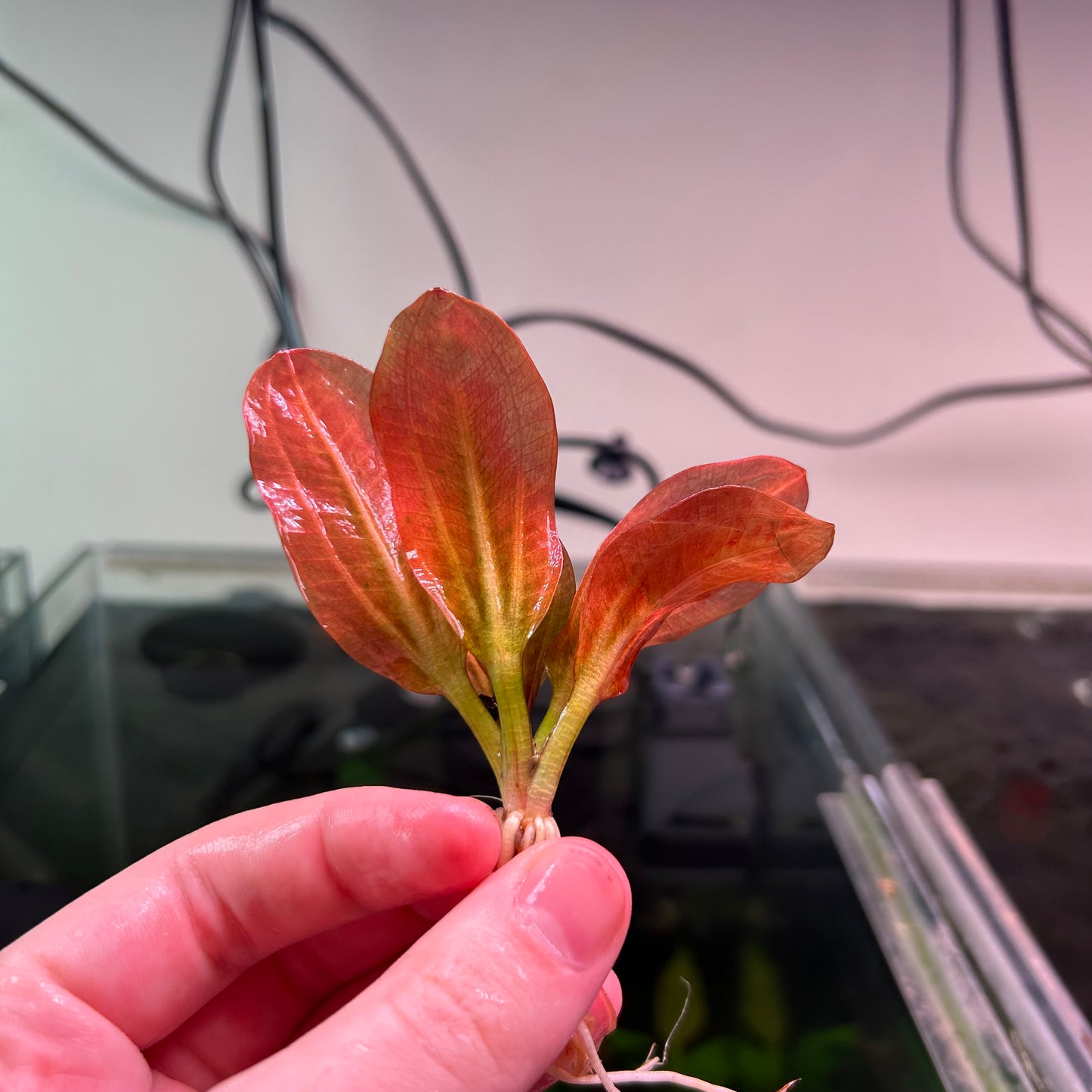 Echinodorus Hadi Red Pearl (RARE) - Emersed Grown