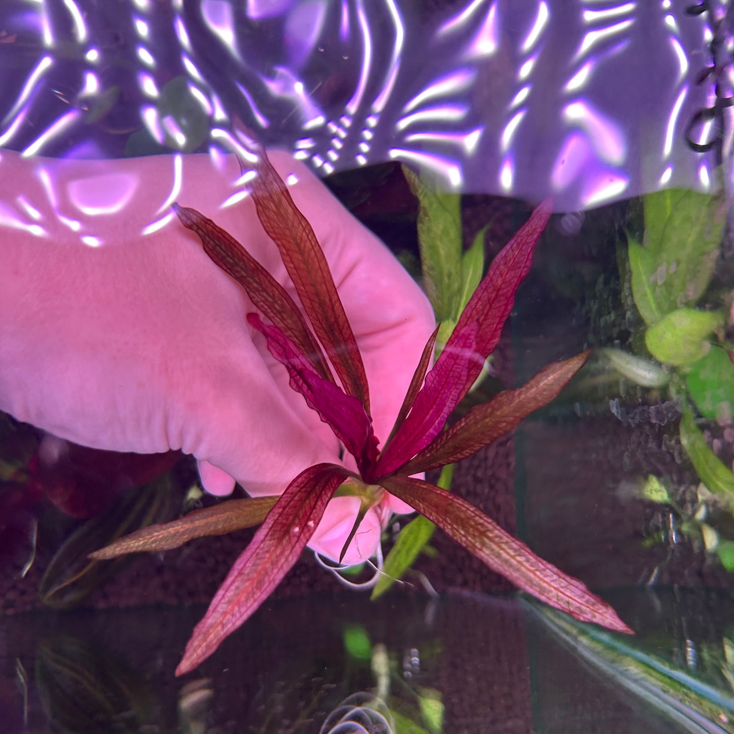 Echinodorus Pink Miracle ★