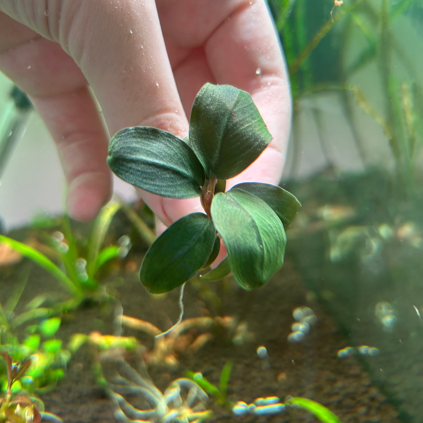 Bucephalandra Helena (Emersed Grown) Aquarium Plant