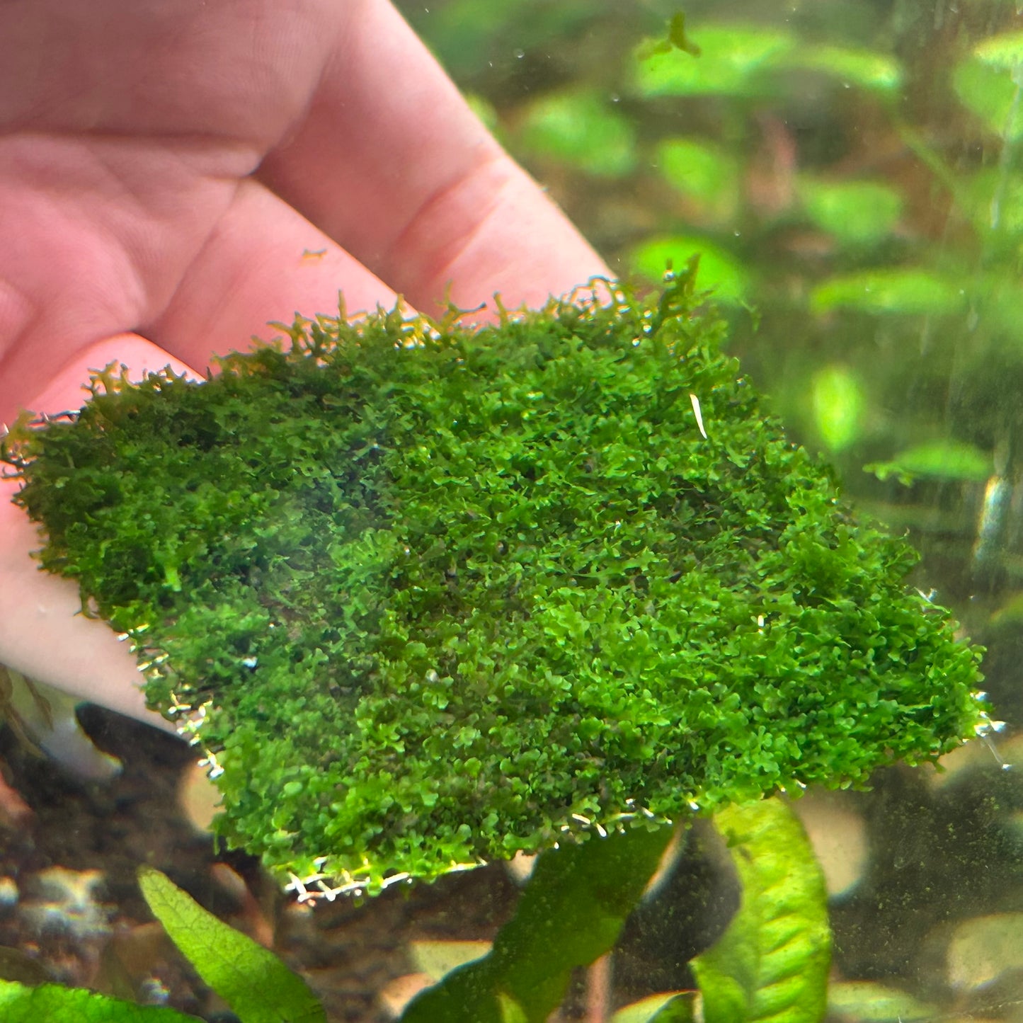 Coral Moss RARE - Riccardia Chamedryfolia 8x8cm on mesh