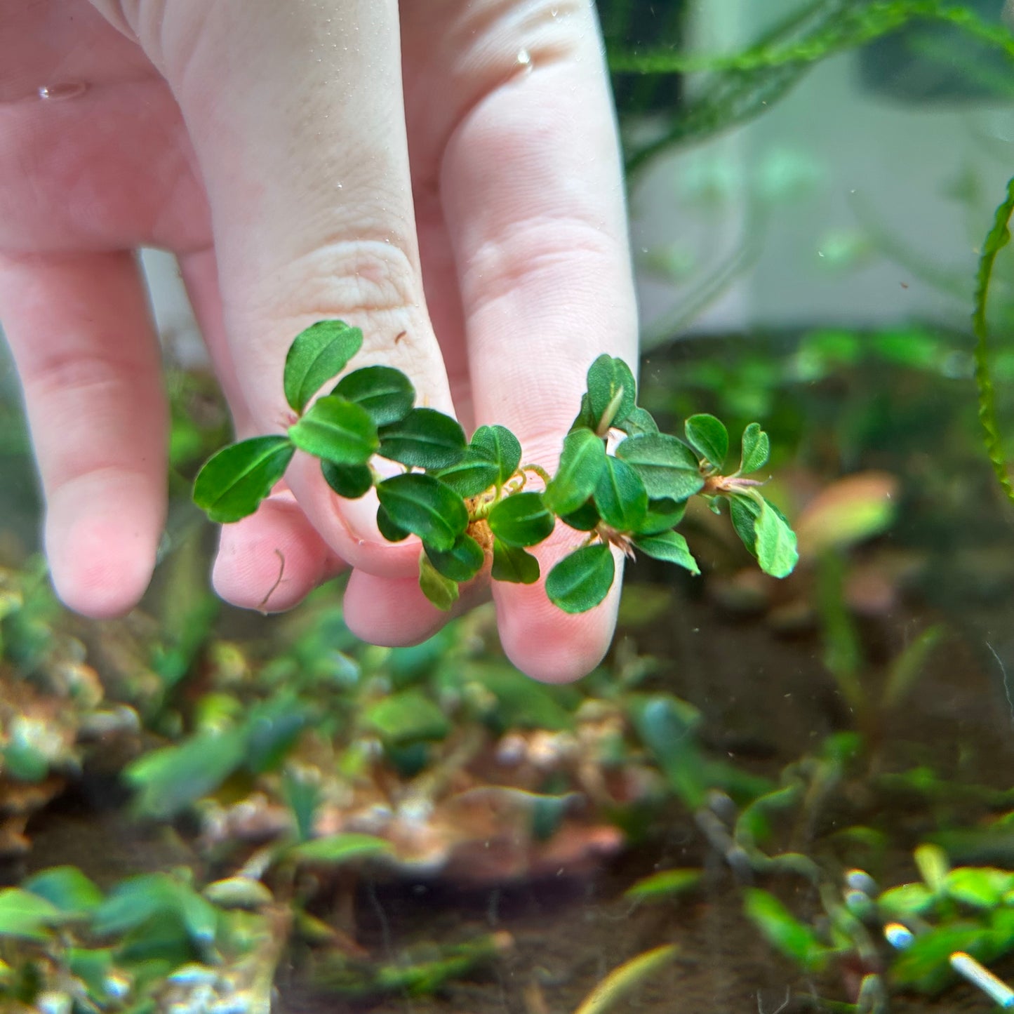 Bucephalandra Brownie Phantom Mini (Emersed Grown)