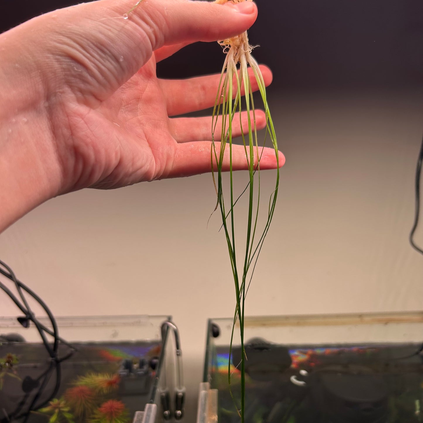 Eriocaulon Japan Needle Leaf - Uncommon ★