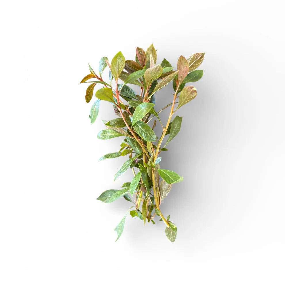 Ludwigia repens ‘Rubin’